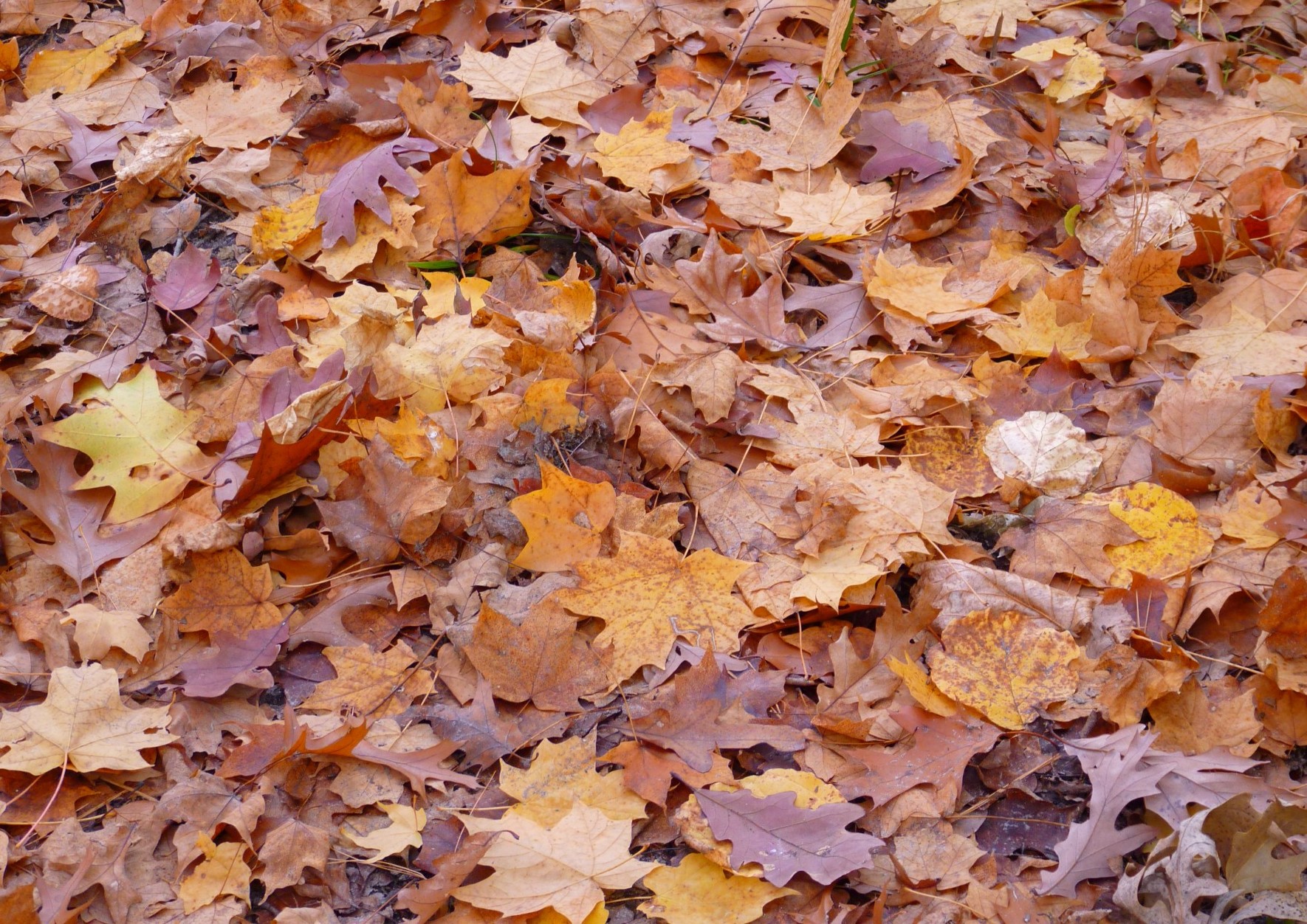leaf