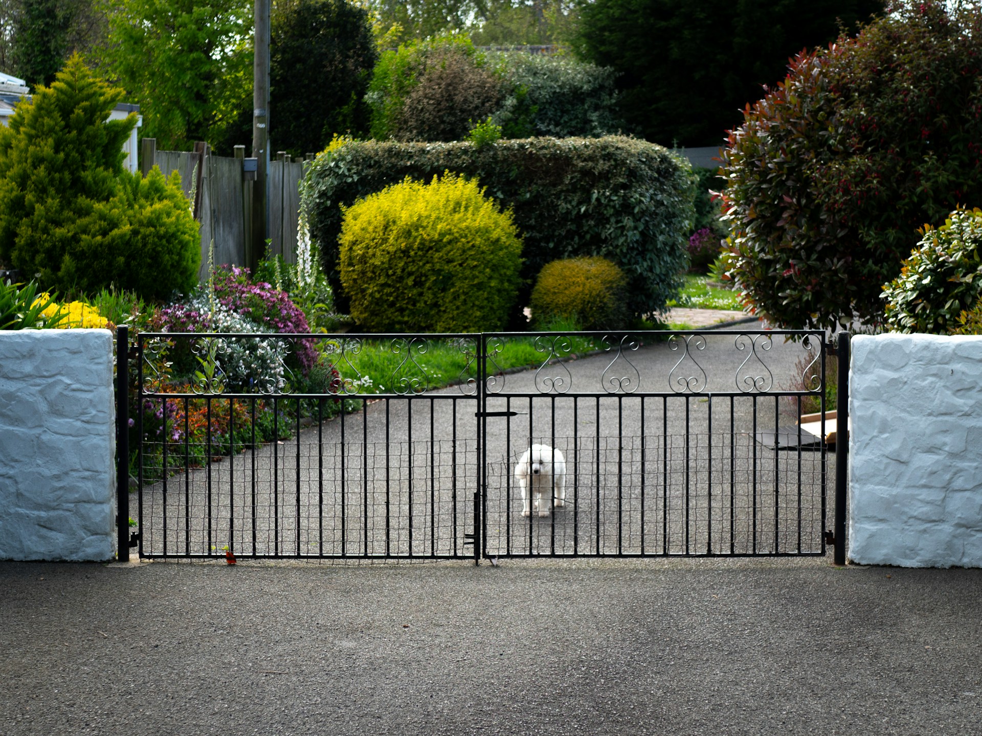 dog